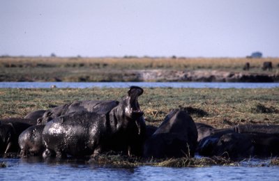 10-hippos-riviere-chobe.jpg