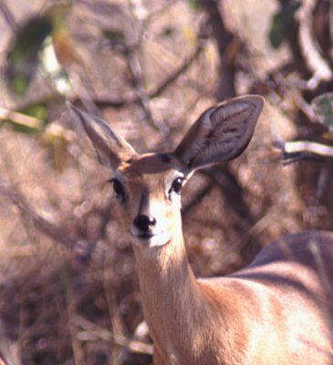 302-STEENBOCK-DEBOUT.jpg