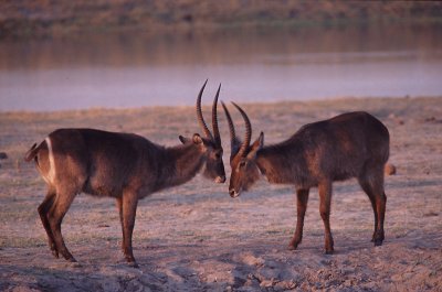 518-WATERBUCKS.jpg