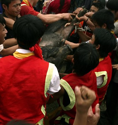 Tranh bắt lợn