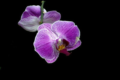 Orchid.jpg