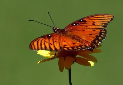 Butterfly Armand Bayou.jpg