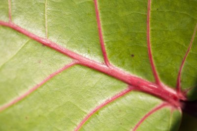 bay grape leaf