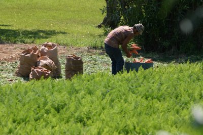 Pulling carrots, Lopes farm