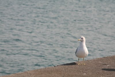 seagull