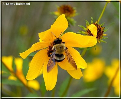 Bumble top view.JPG