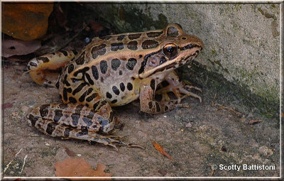 Northern Leopard Frog.JPG