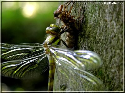 Molted Dragonfly.JPG