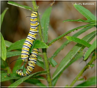 Monarch Caterpillars.JPG