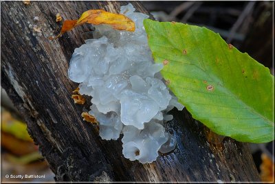 Jelly Fungi.JPG