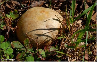 Earthball.JPG