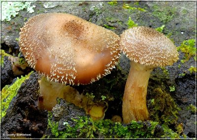 Woolycap Bolete.JPG