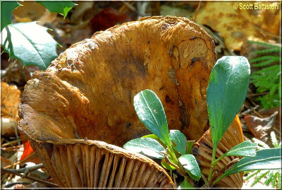 Giant Clitocybe 3.JPG