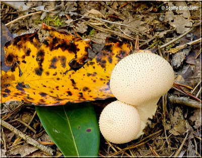 Gem Studded Puffball.JPG