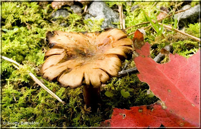 Decaying Amanita.JPG