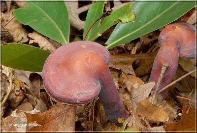 Stalked Polypore-1.JPG