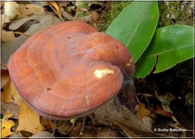 Stalked Polypore-2.JPG