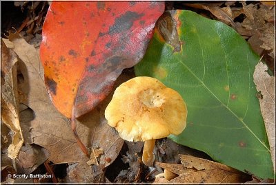 Yellow Collybia.JPG