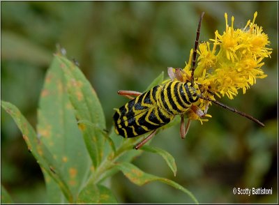 Locust Borer 1.JPG