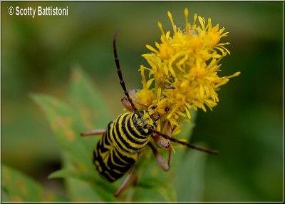 Locust Borer 2.JPG