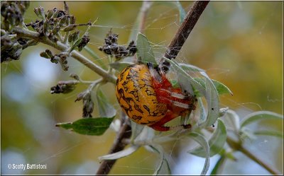 Araneus marmoreus-1.JPG