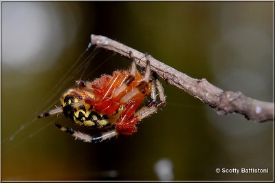 Araneus marmoreus-3.JPG