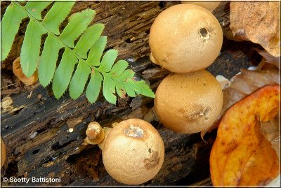 Pear Shaped Puffballs.JPG