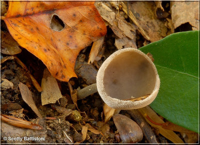 Helvella macropus.JPG