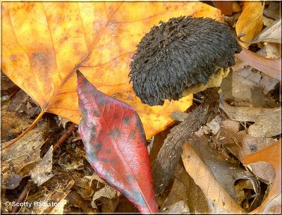 Strobilomyces floccopus.JPG