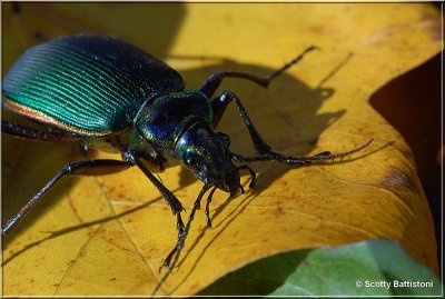 Emerald Beetle 1.JPG