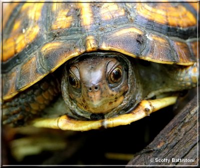 Baby Eastern Box Turtle.JPG