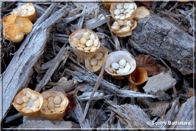 Birds Nest Fungi.jpg