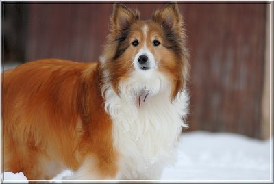MajesticSweetpea257.JPG
