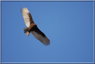 Vulture.JPG