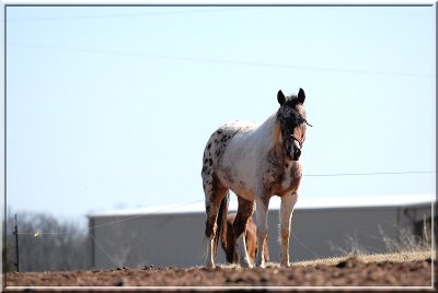 Horse321.JPG