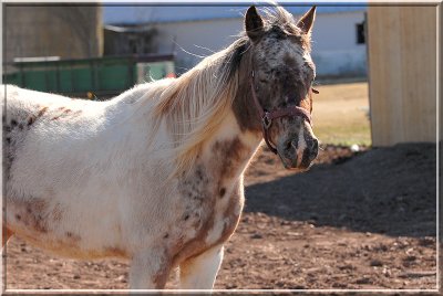 Horse345.JPG