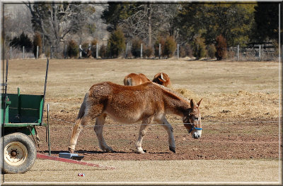 Mule8.JPG