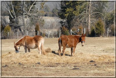 Mules330.JPG