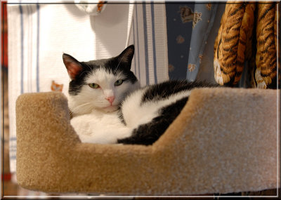 Sleepycat102.JPG