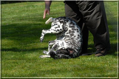 Doghavingfun494.JPG