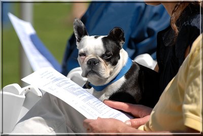 Terrier457.JPG