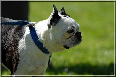 Terrier562.JPG