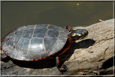 Turtle896.JPG