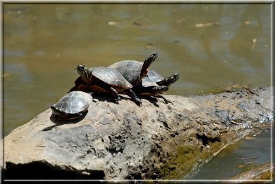 Turtles840.JPG