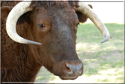 Bull334.JPG