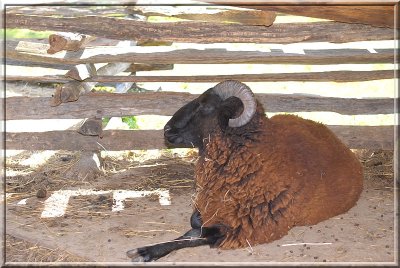 Ram193.JPG