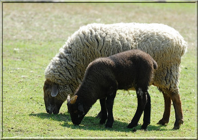 Sheep380.JPG