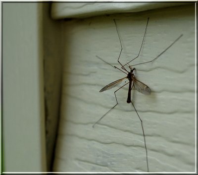 Cranefly_at_dusk1.JPG