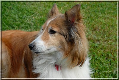 Sweetpea_at_dusk40.JPG