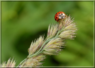 Ladybug21.JPG